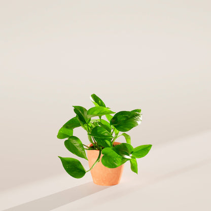 Golden Pothos Plant