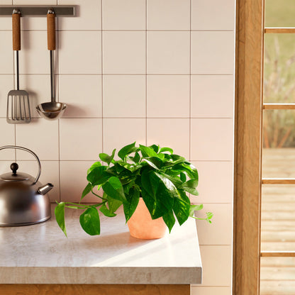 Golden Pothos Plant