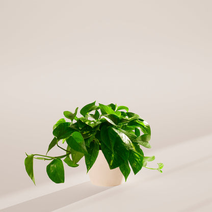 Golden Pothos Plant