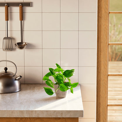 Golden Pothos Plant