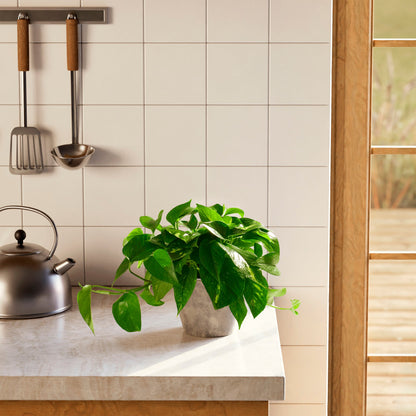 Golden Pothos Plant