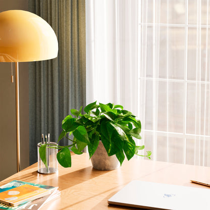 Golden Pothos Plant