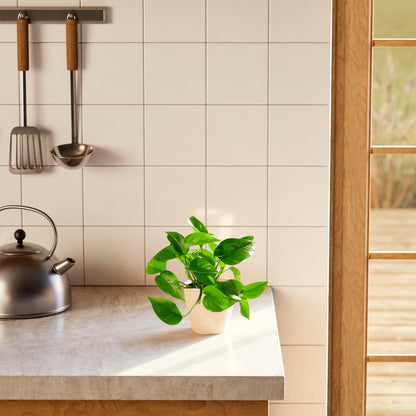 Golden Pothos Plant