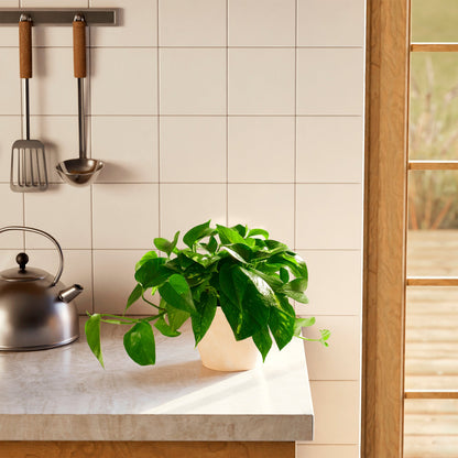 Golden Pothos Plant