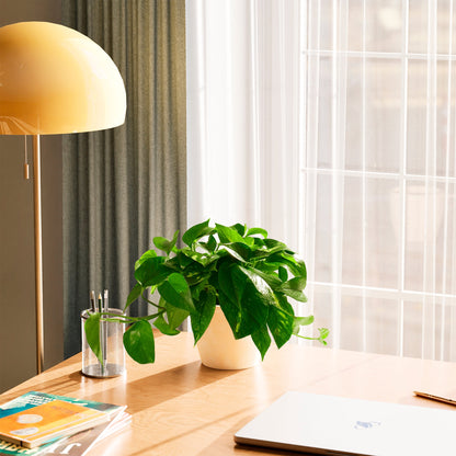 Golden Pothos Plant