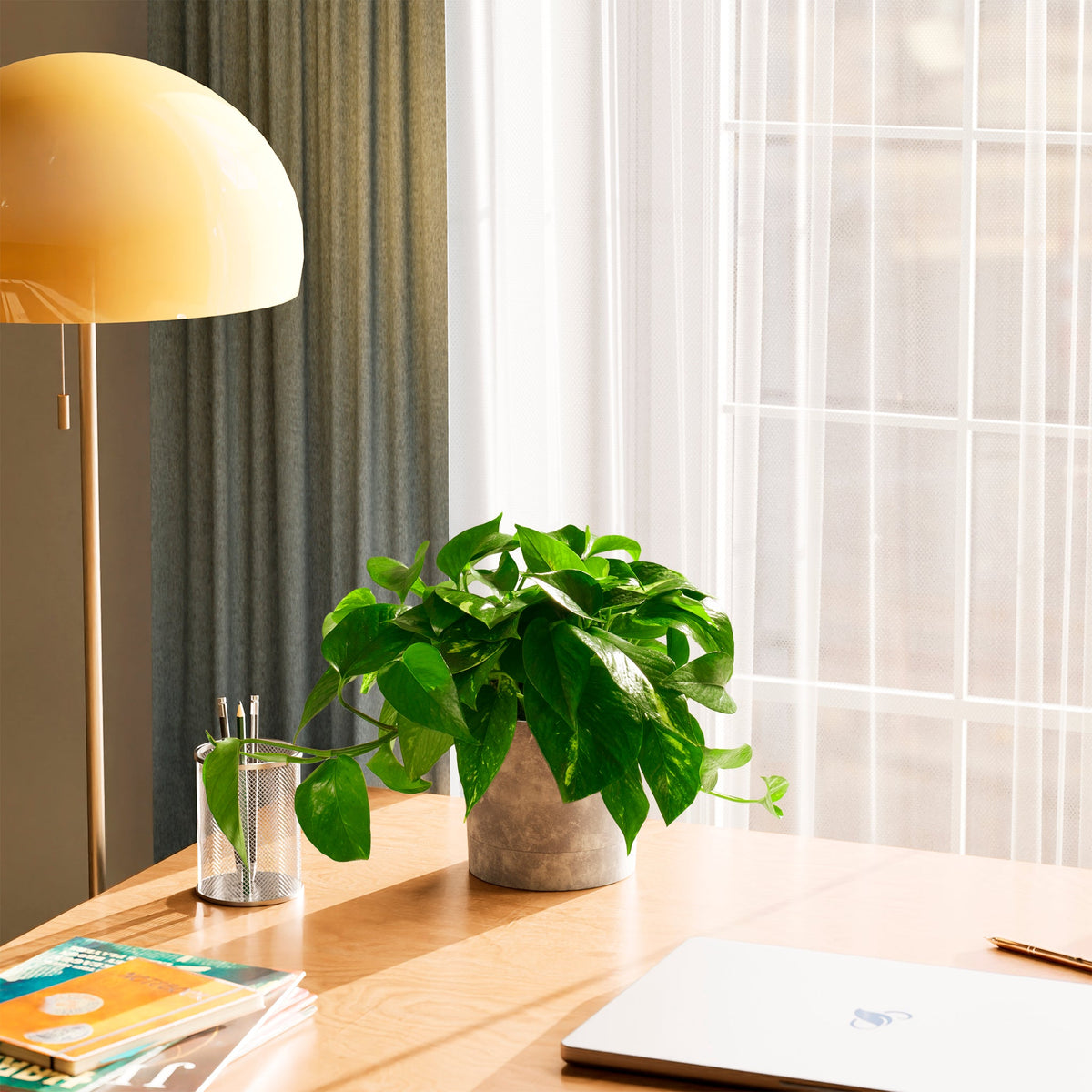 Golden Pothos Plant