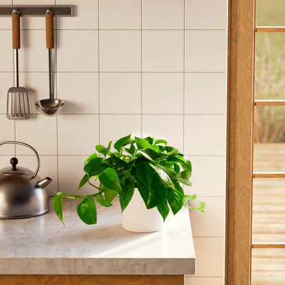 Golden Pothos Plant