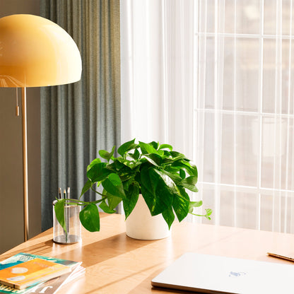 Golden Pothos Plant