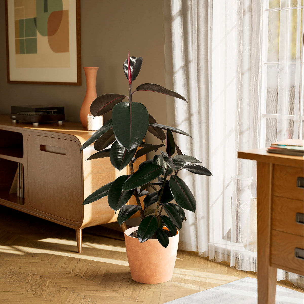 Ficus Elastica - Burgundy Rubber Tree
