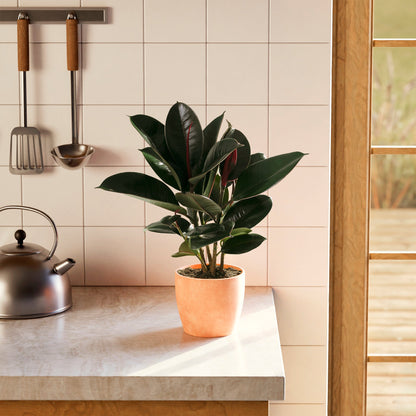 Ficus Elastica - Burgundy Rubber Tree