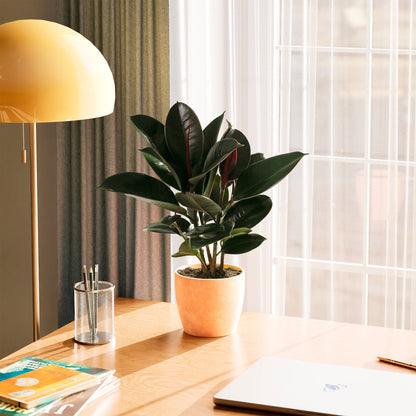 Ficus Elastica - Burgundy Rubber Tree