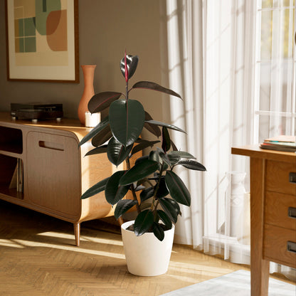 Ficus Elastica - Burgundy Rubber Tree