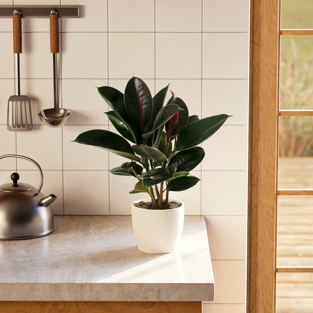Ficus Elastica - Burgundy Rubber Tree