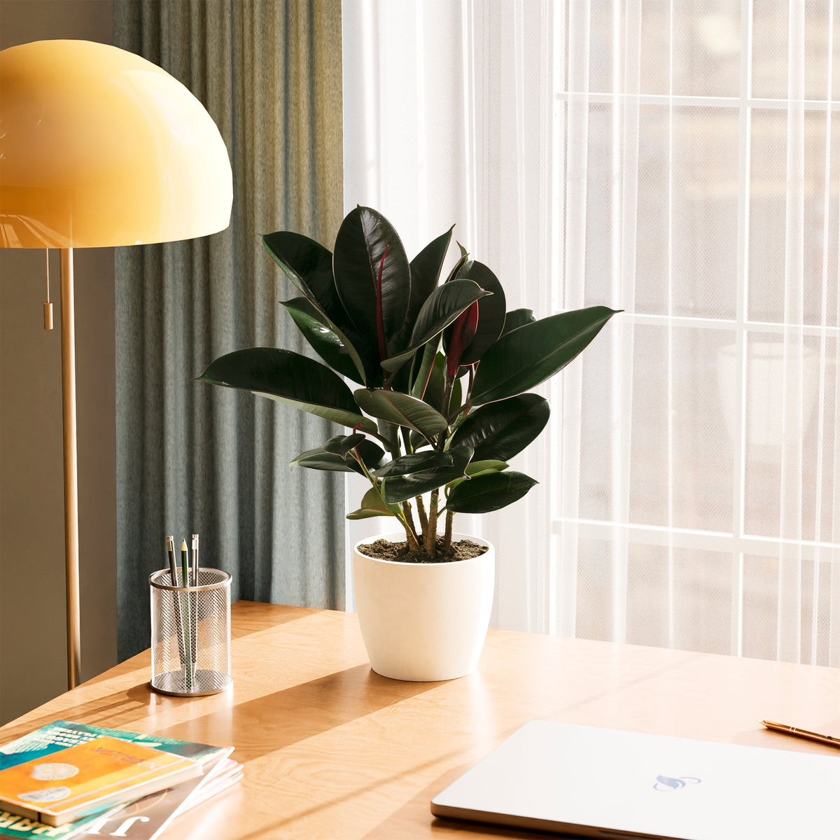 Ficus Elastica - Burgundy Rubber Tree