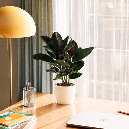 Ficus Elastica - Burgundy Rubber Tree