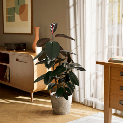 Ficus Elastica - Burgundy Rubber Tree