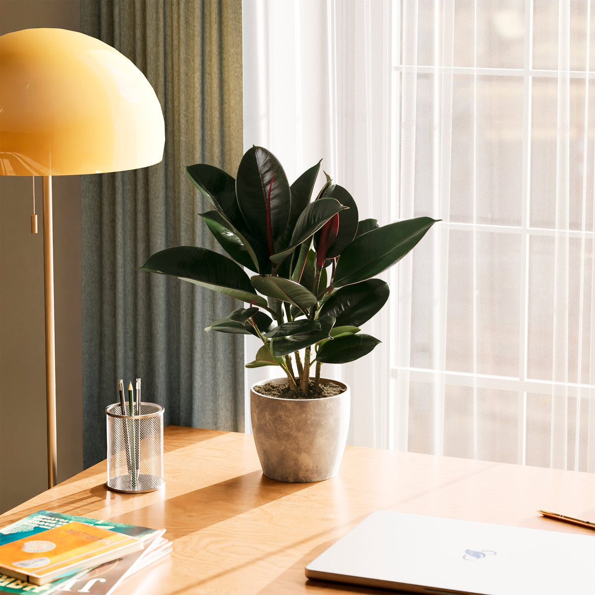 Ficus Elastica - Burgundy Rubber Tree