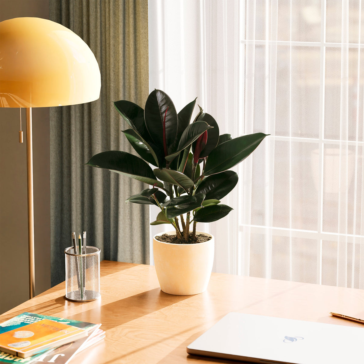 Ficus Elastica - Burgundy Rubber Tree