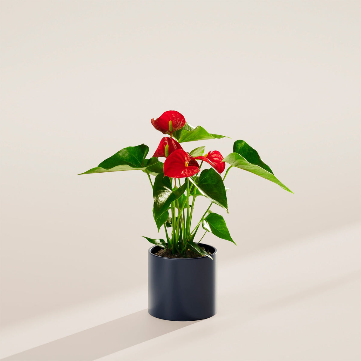Flamingo Flower