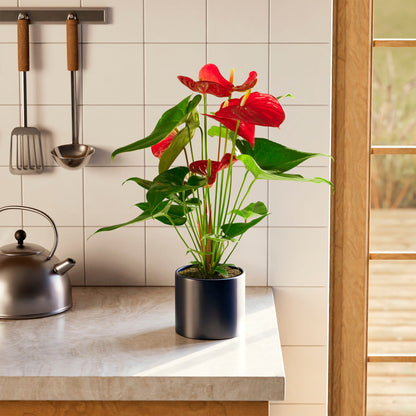 Flamingo Flower