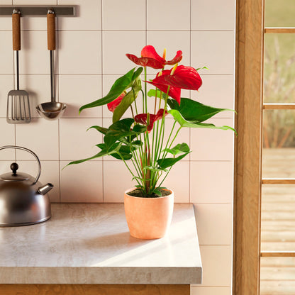 Flamingo Flower