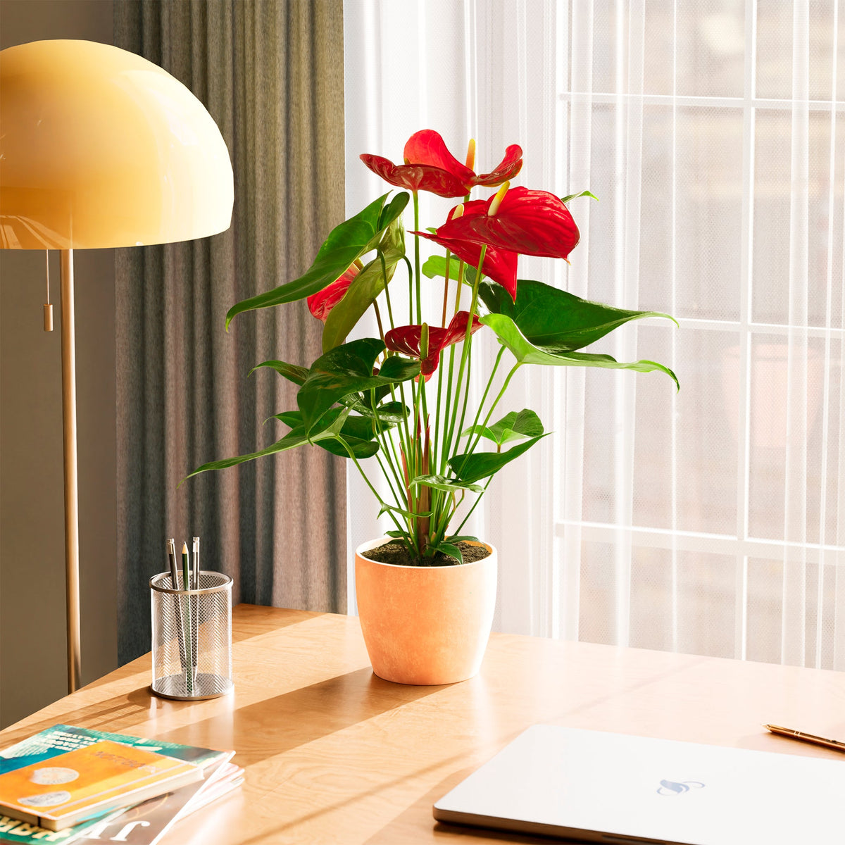 Flamingo Flower