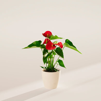 Flamingo Flower