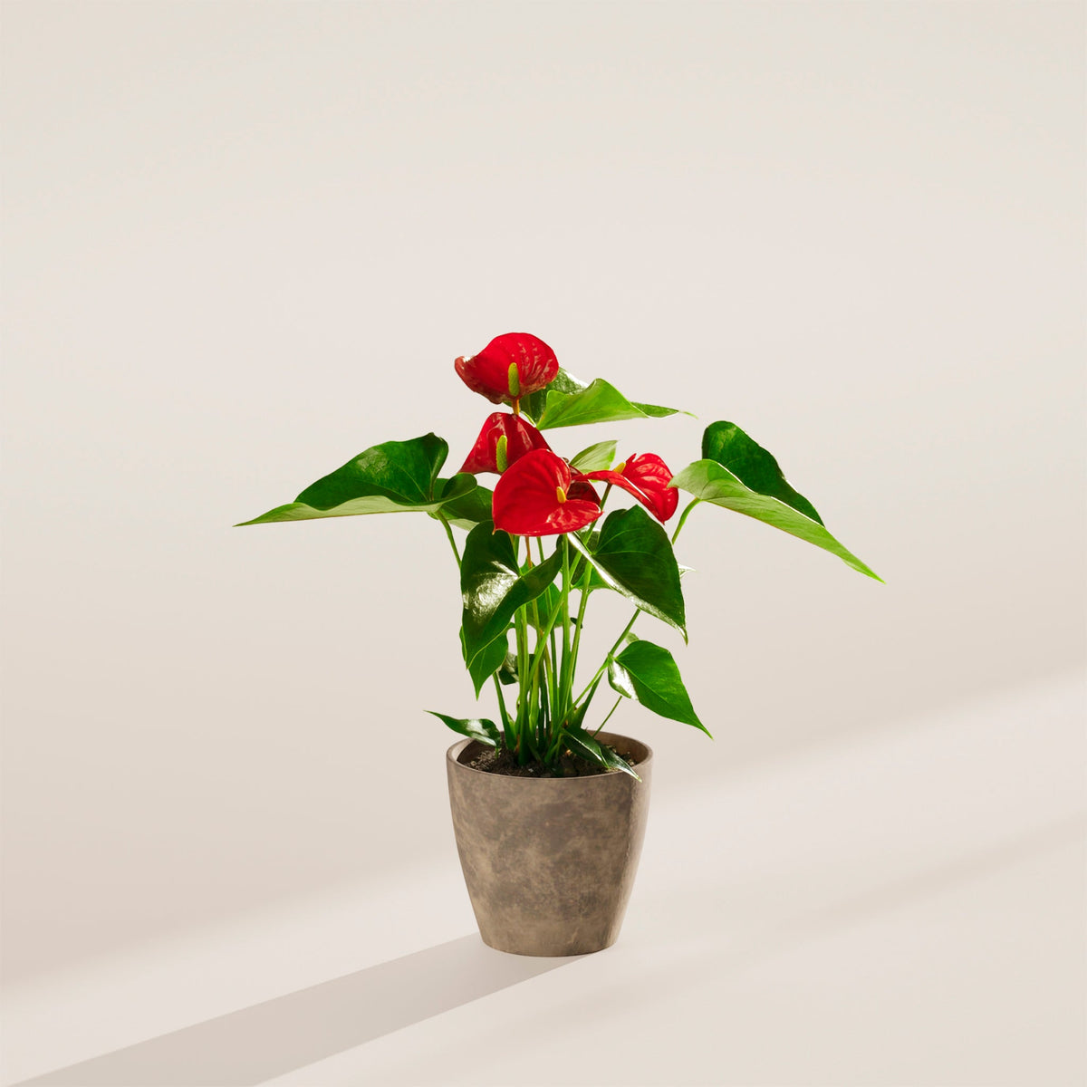 Flamingo Flower
