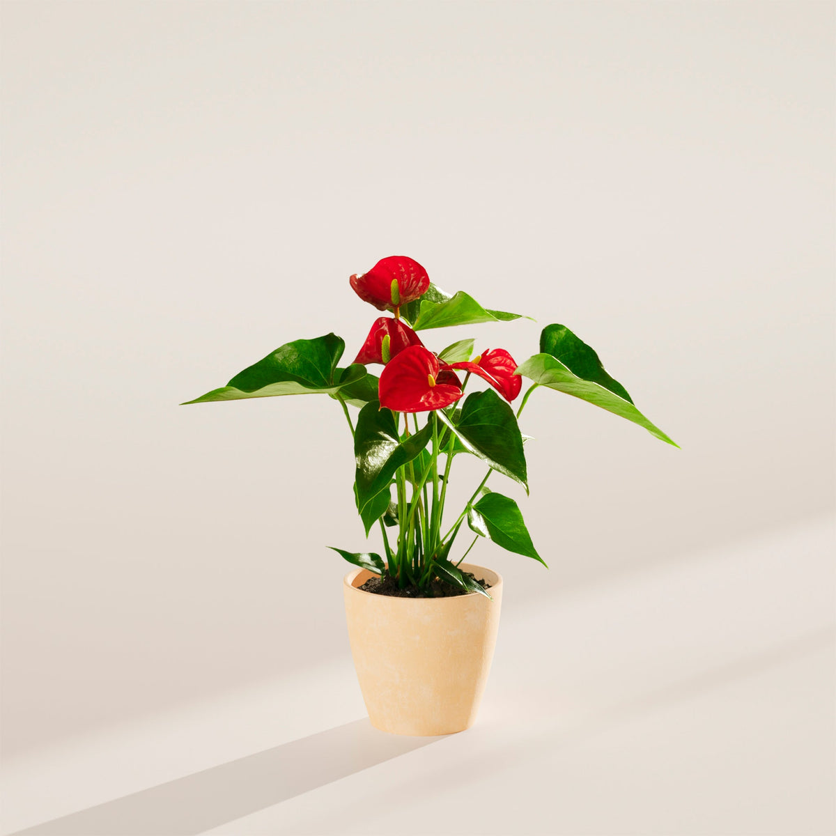 Flamingo Flower