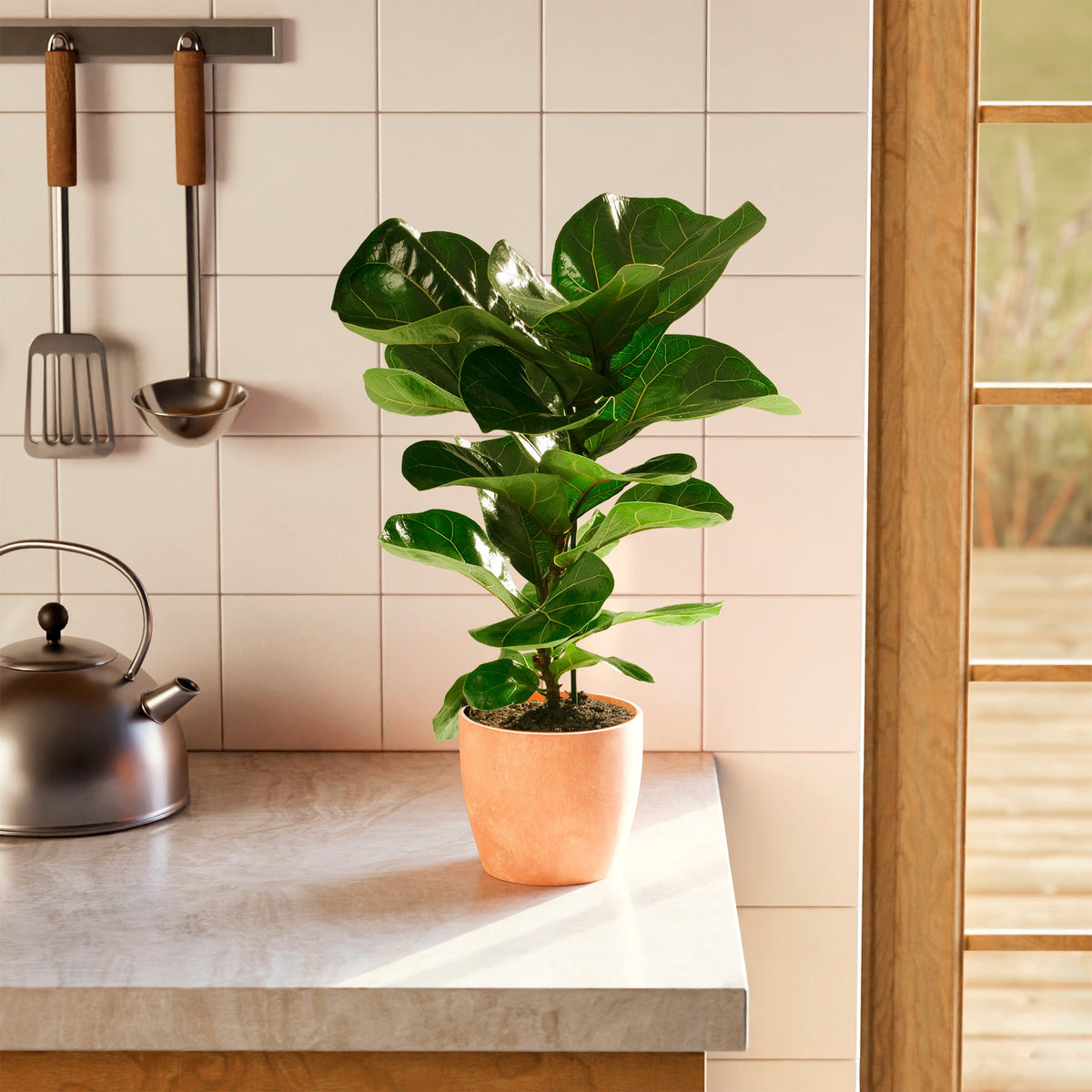 Fiddle Leaf Fig Tree (Ficus lyrata)