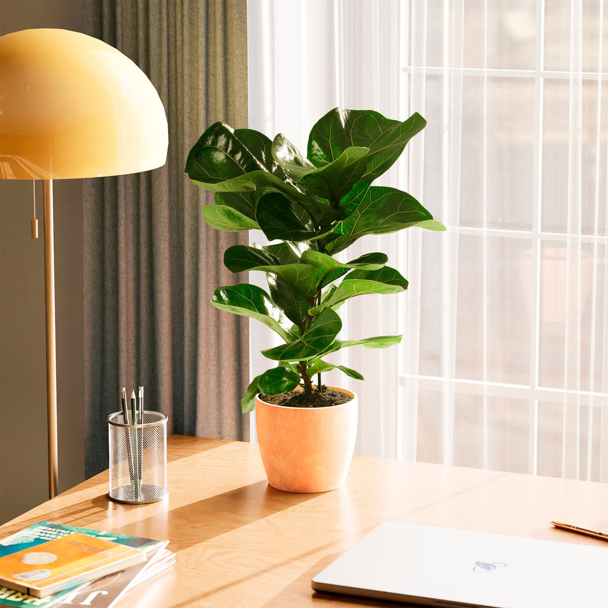 Fiddle Leaf Fig Tree (Ficus lyrata)