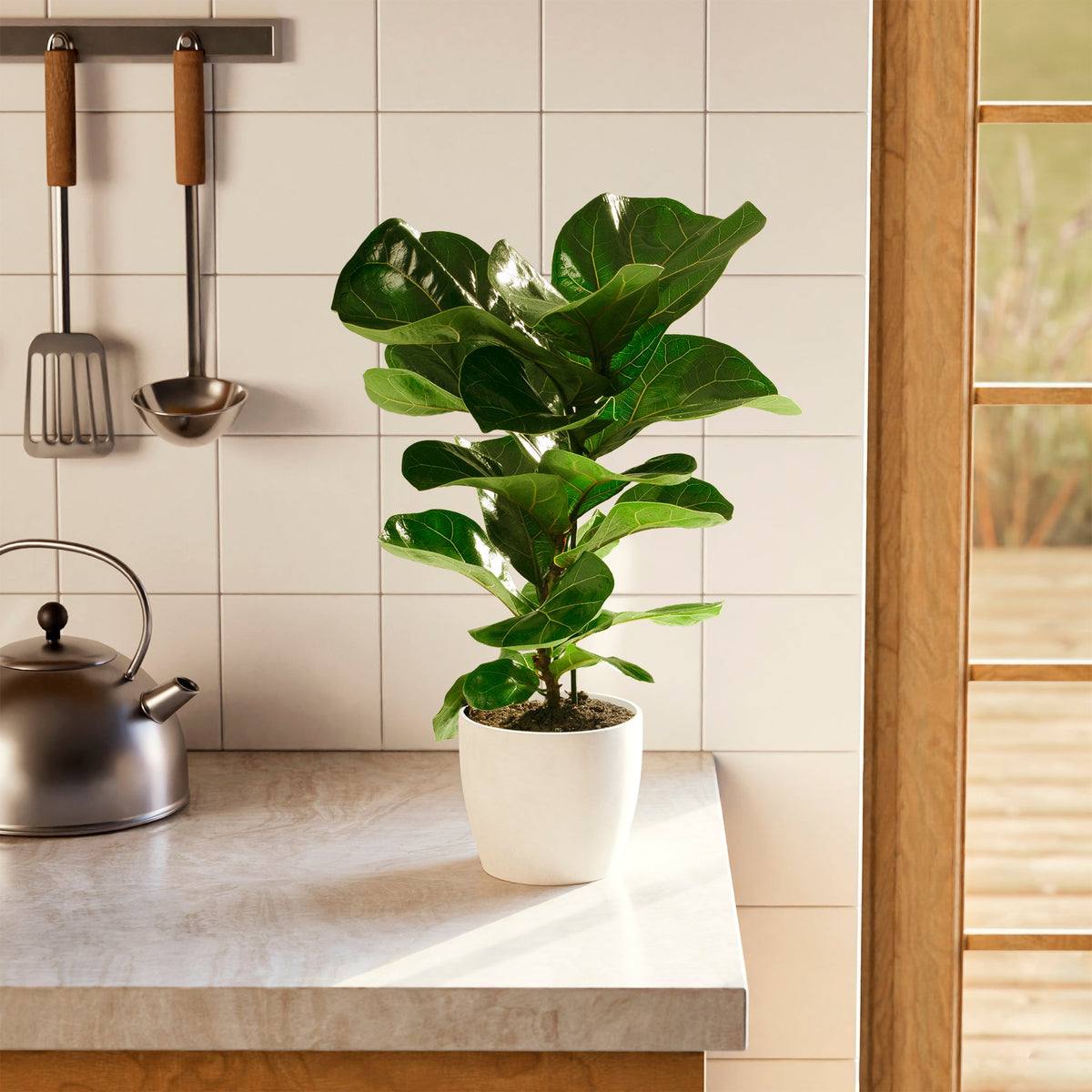 Fiddle Leaf Fig Tree (Ficus lyrata)