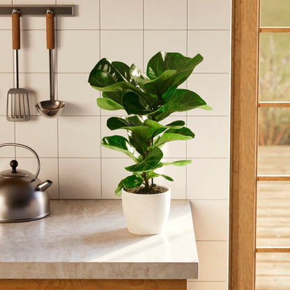 Fiddle Leaf Fig Tree (Ficus lyrata)
