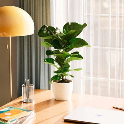 Fiddle Leaf Fig Tree (Ficus lyrata)