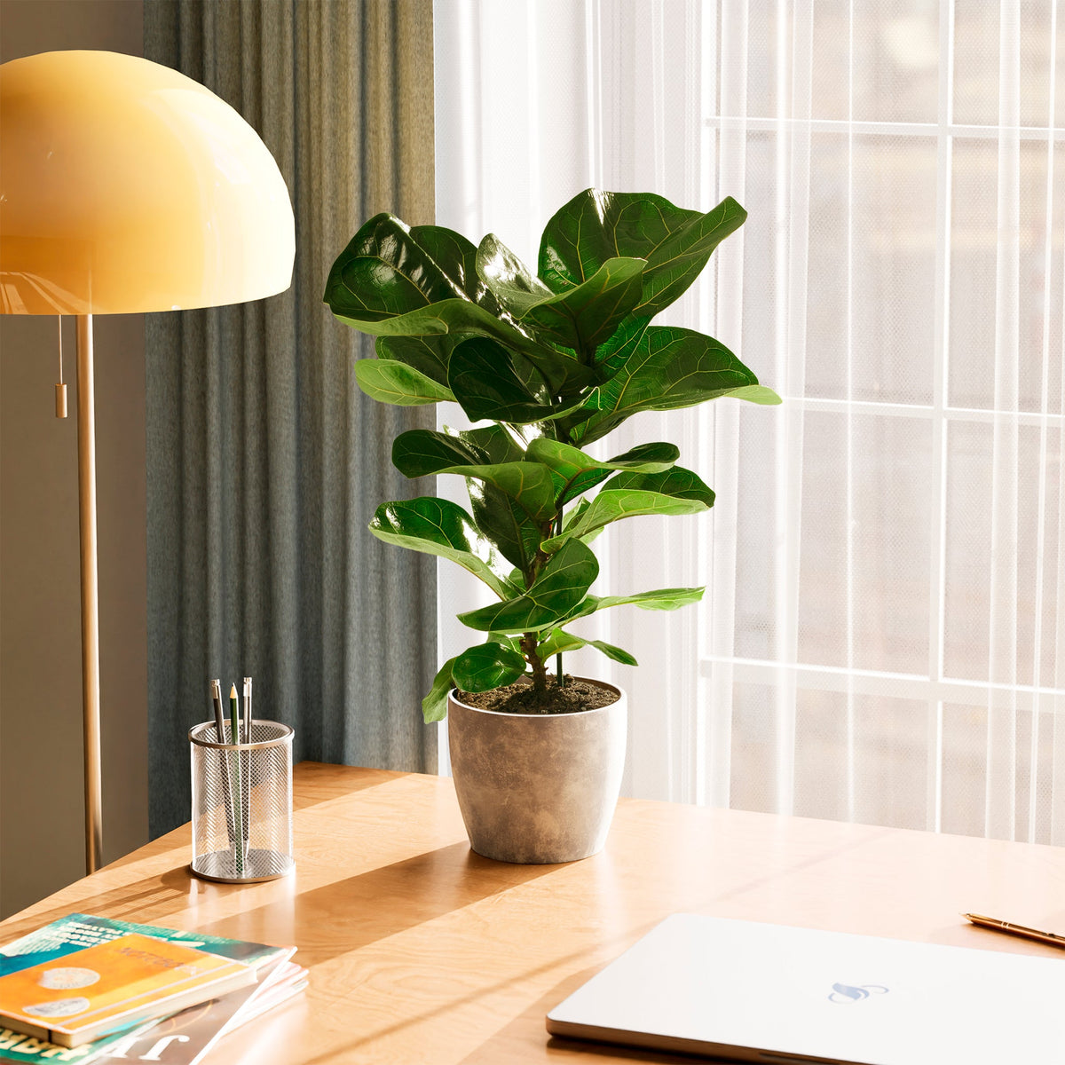 Fiddle Leaf Fig Tree (Ficus lyrata)