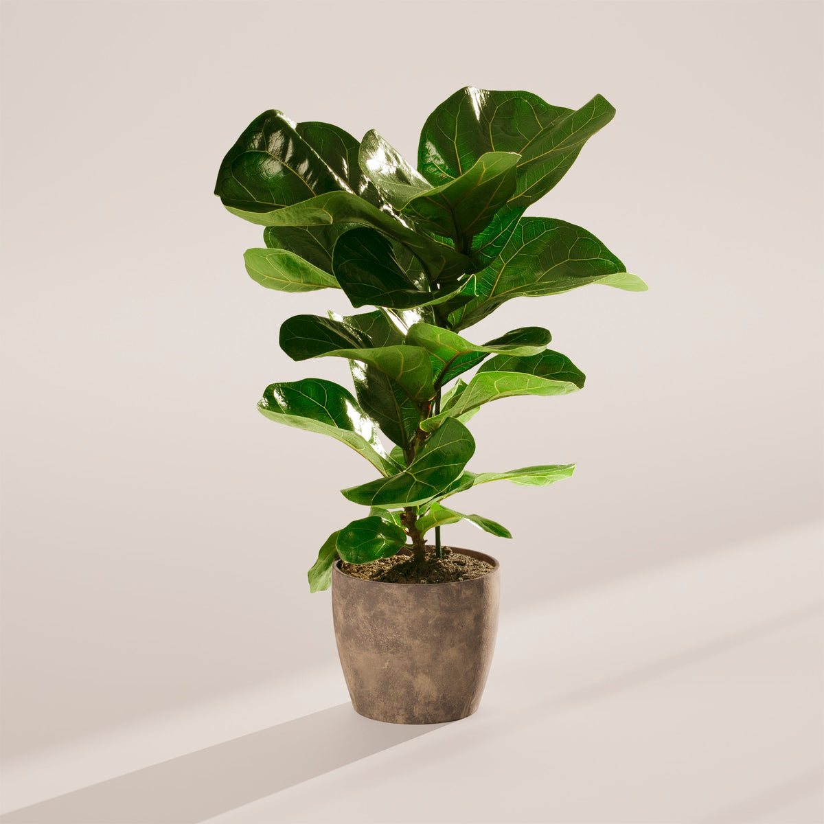 Fiddle Leaf Fig Tree (Ficus lyrata)