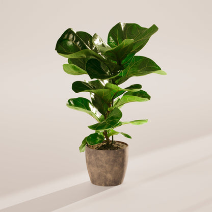 Fiddle Leaf Fig Tree (Ficus lyrata)