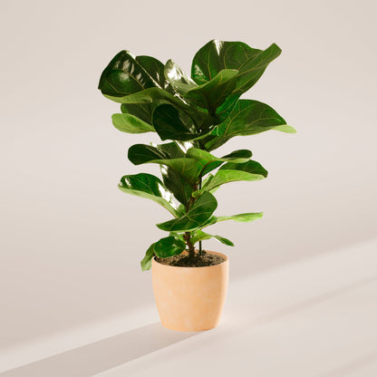 Fiddle Leaf Fig Tree (Ficus lyrata)