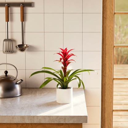 Bromeliad Guzmania