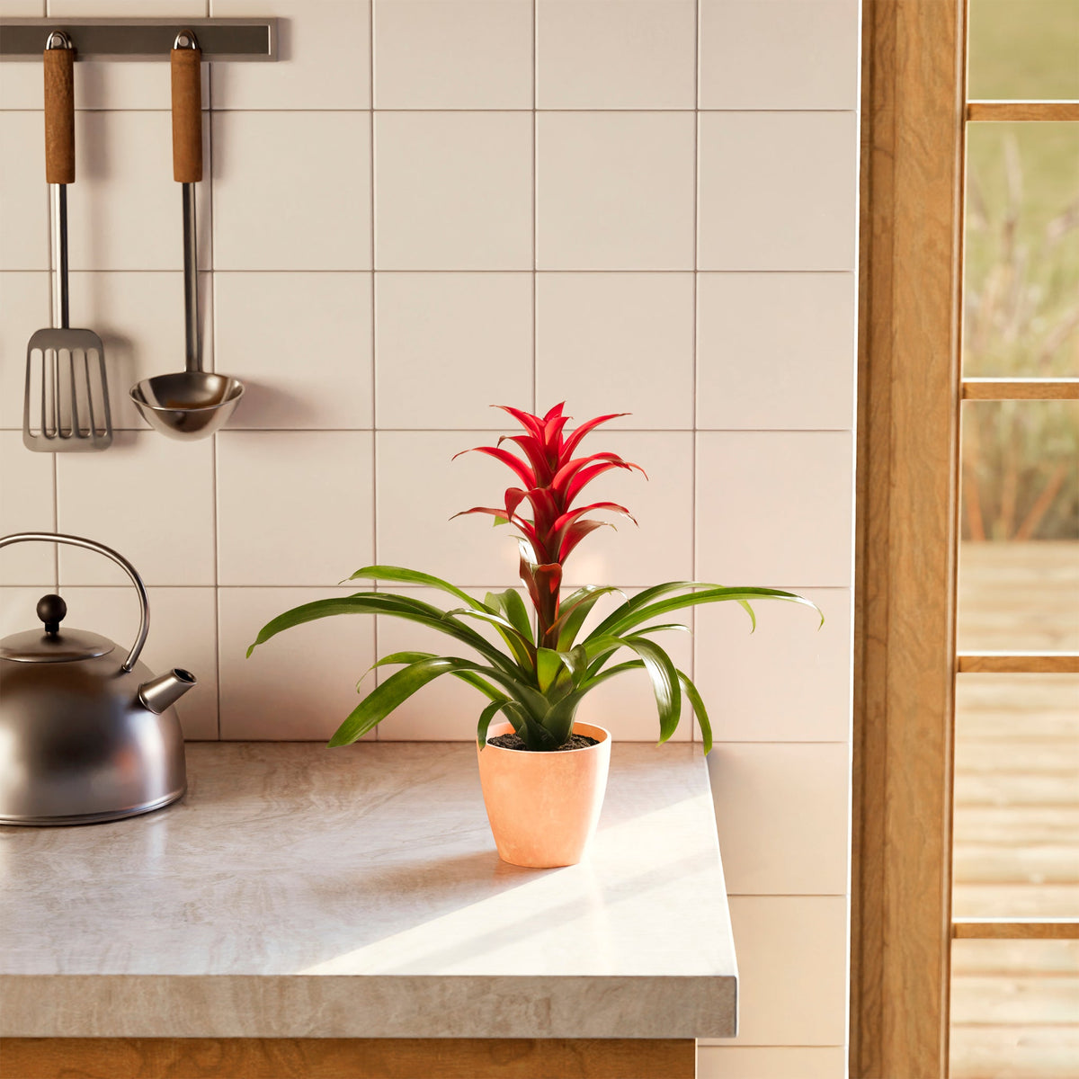 Bromeliad Guzmania