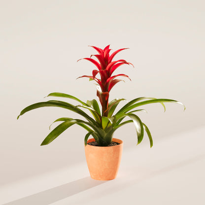 Bromeliad Guzmania