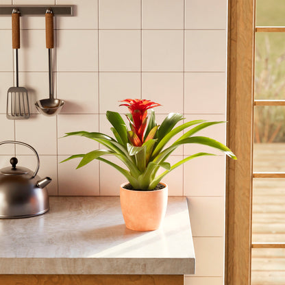 Bromeliad Guzmania