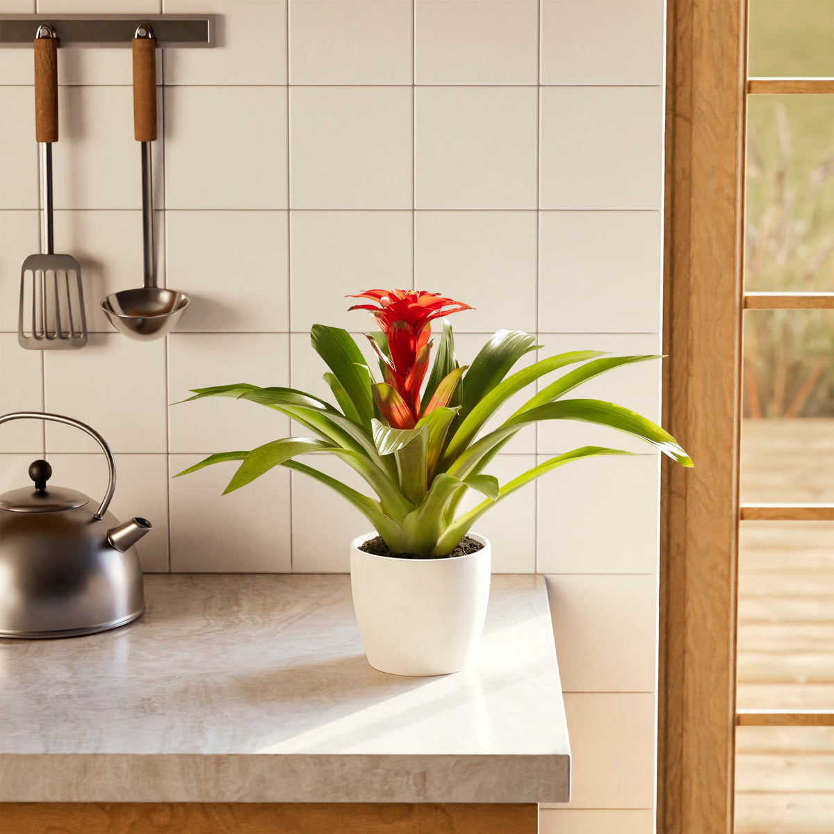 Bromeliad Guzmania