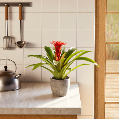 Bromeliad Guzmania