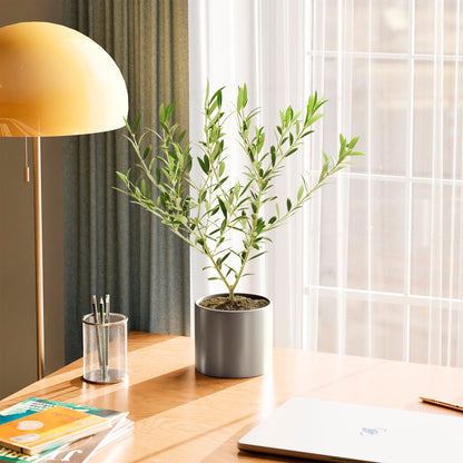 Indoor Olive Tree