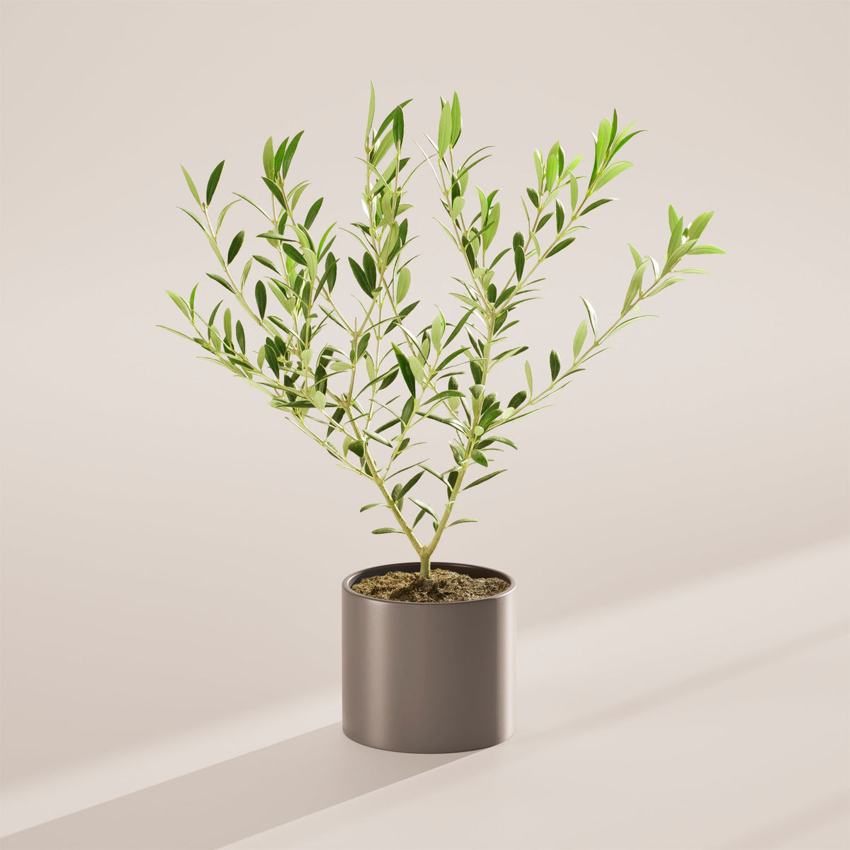 Indoor Olive Tree