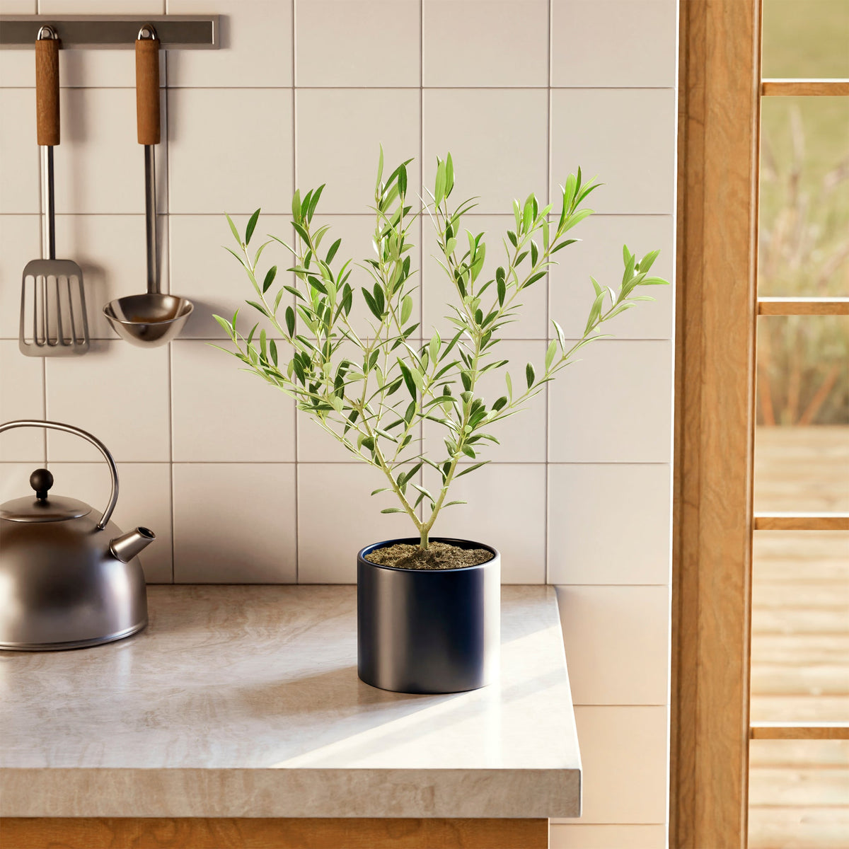 Indoor Olive Tree