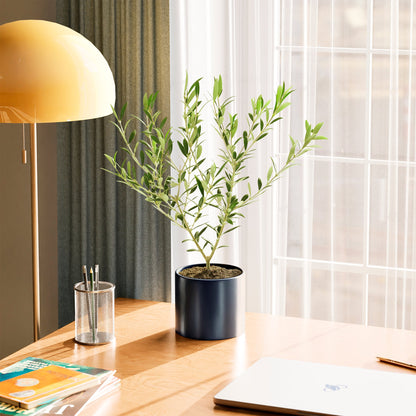 Indoor Olive Tree