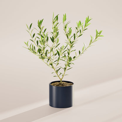 Indoor Olive Tree