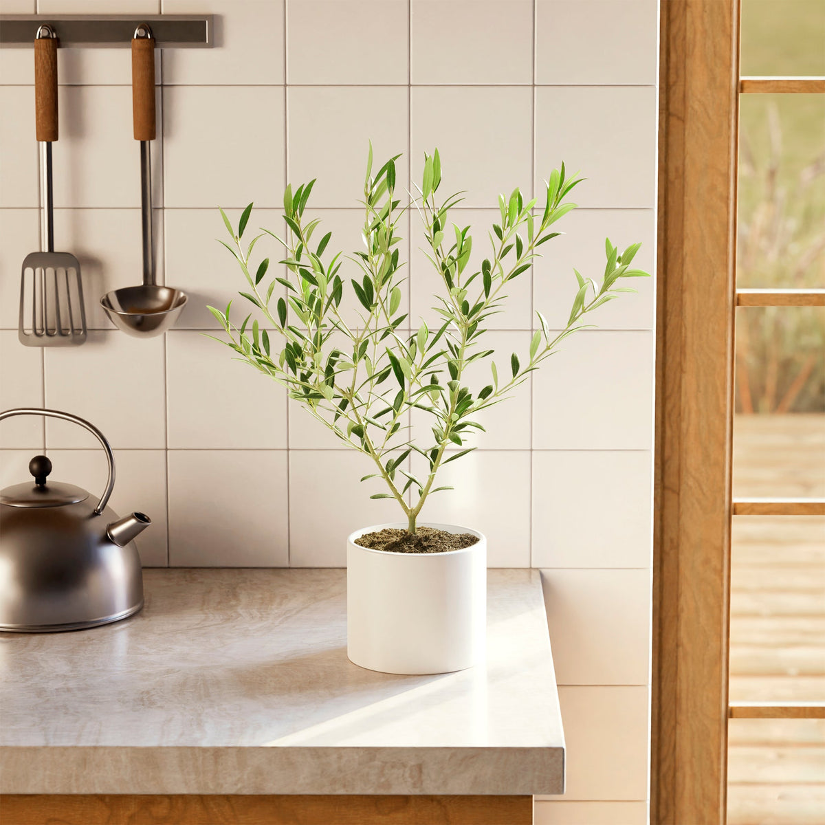 Indoor Olive Tree